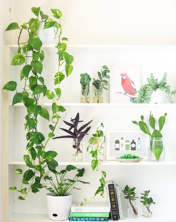 Shelves designed with houseplants
